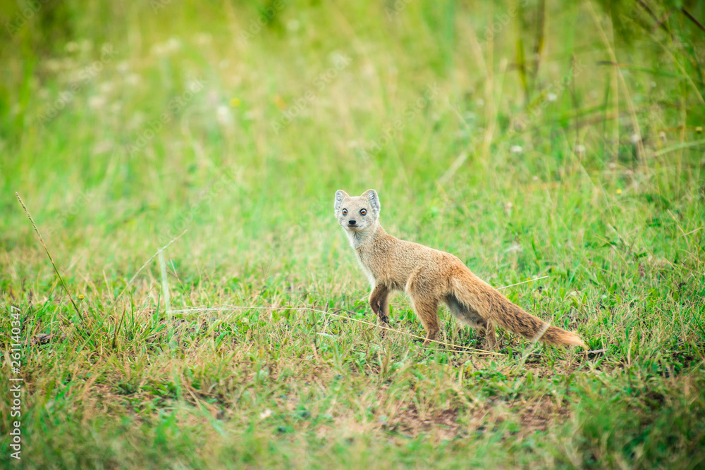 Fototapeta premium A yellow mongoose looking back