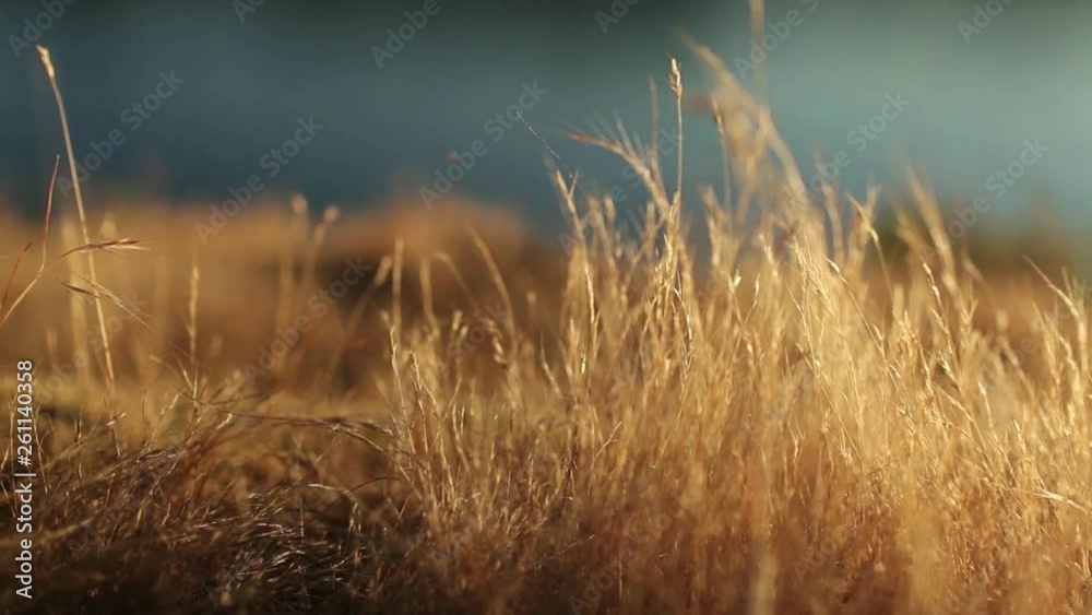 Closeup Slide Past Golden Grass with Ocean in Background Closeup Slide Past Golden Grass with Ocean in Background