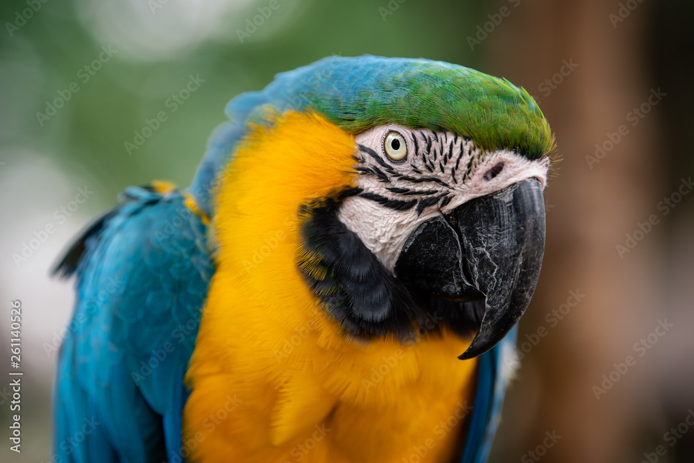 Close-up portrait of a Blue and Yellow Macaw
