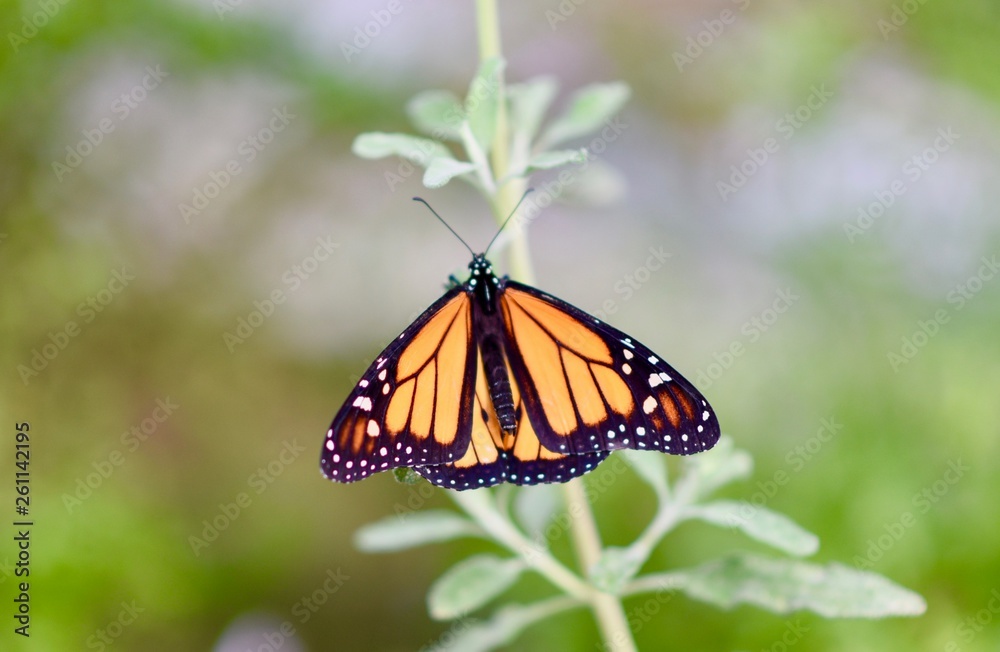 Fototapeta premium Butterfly