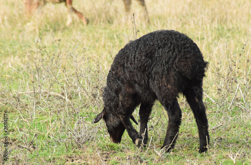 Sheep in the pasture