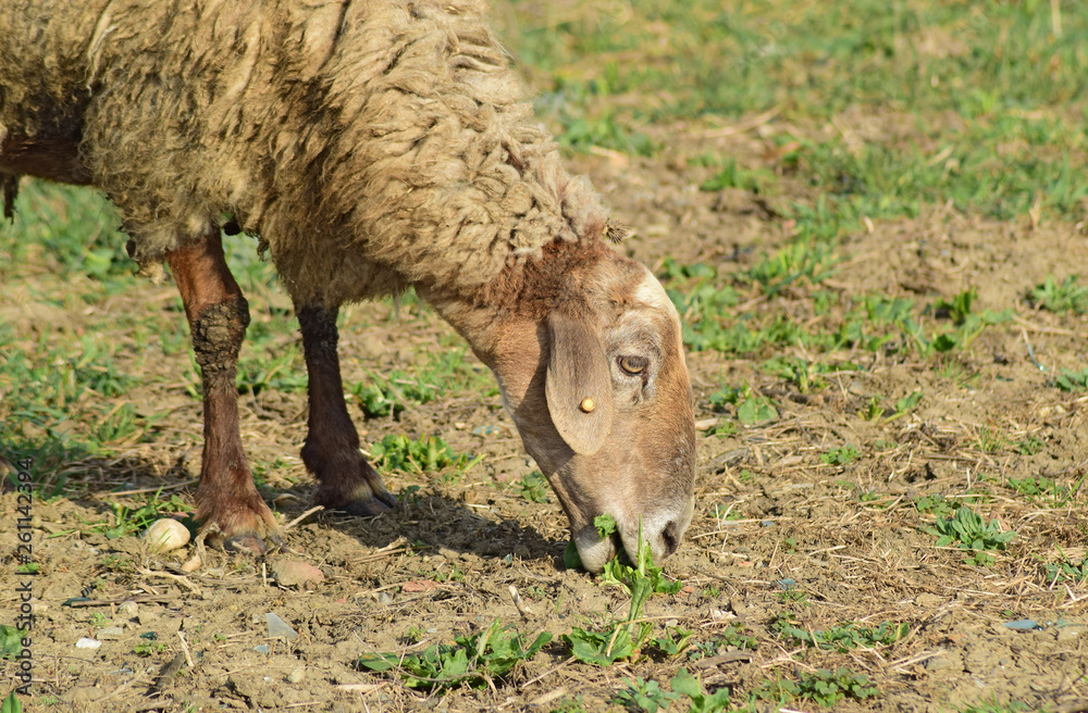 Obraz premium Sheep in the pasture