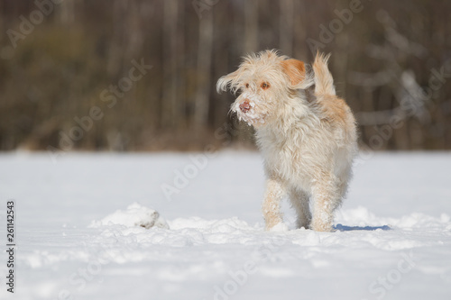 Hund Hündin im Schnee © Ines Hasenau