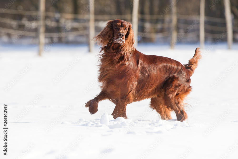 Hund Irish red Setter im Schnee