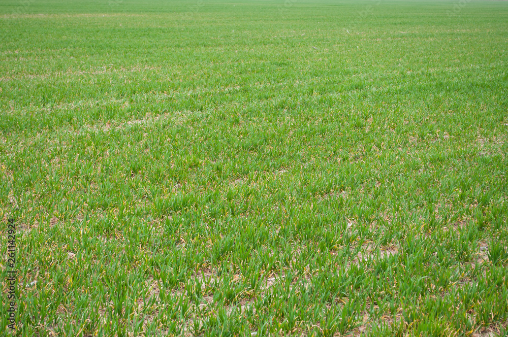 The field of young wheat. Background green grass. The field of young wheat. Background green grass.