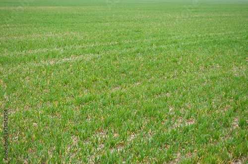 The field of young wheat. Background green grass. © Fedoruk