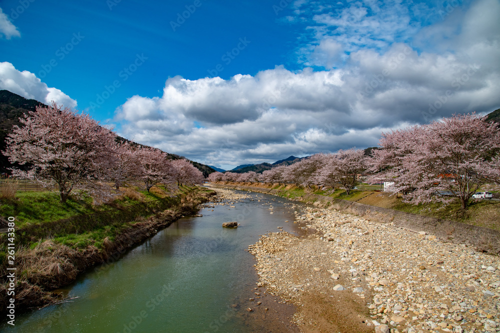 広尾島県の山中を流れる河川の両側の堤防に咲く桜並木が美しい
