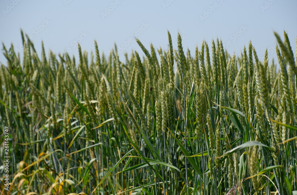 Spikelets of green wheat. Ripening wheat in the field. Spikelets of green wheat. Ripening wheat in the field.