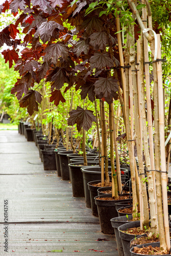 Row of young maple trees in plastic pots. Alley of seedling trees in plant nursery at spring.