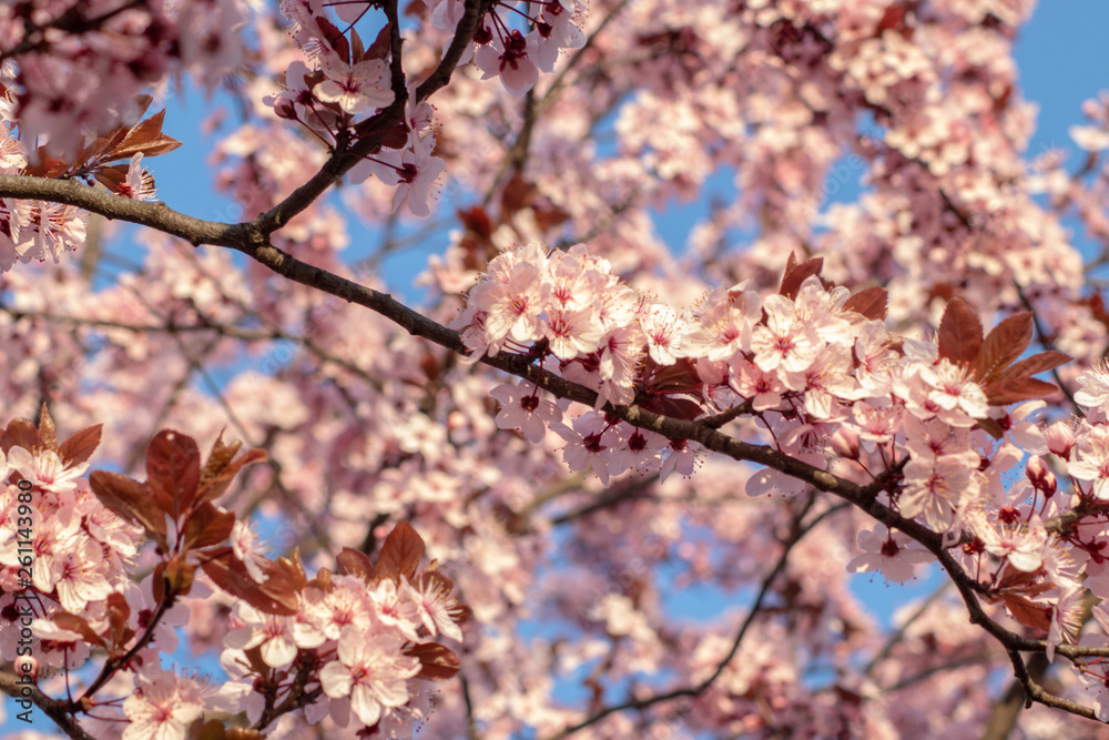 Spring blossom trees Spring blossom trees