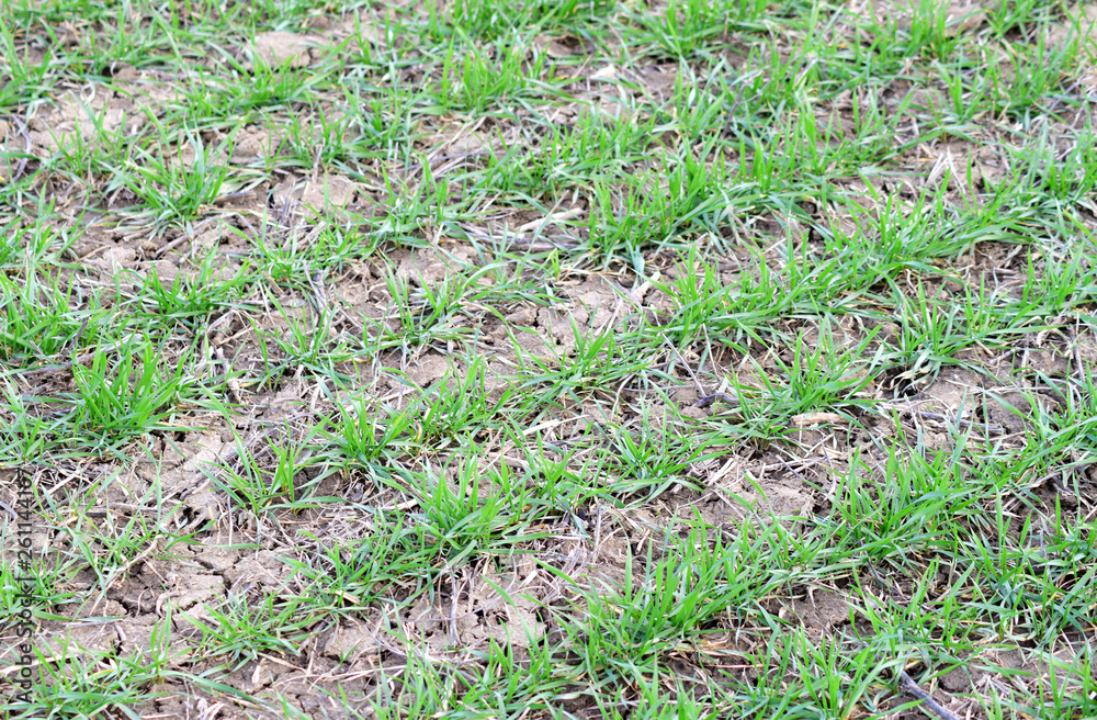 Spring winter wheat field Spring winter wheat field