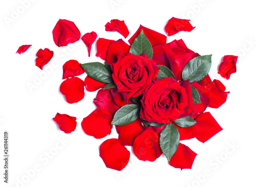 Red roses and petals on white background