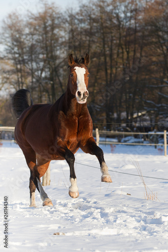 Pferd Stute im Schnee © Ines Hasenau