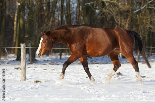 Pferd Stute im Schnee