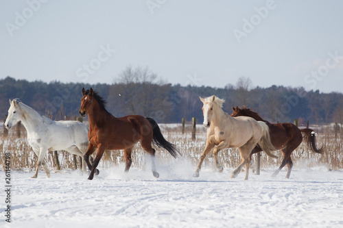 Pferdeherde im Schnee