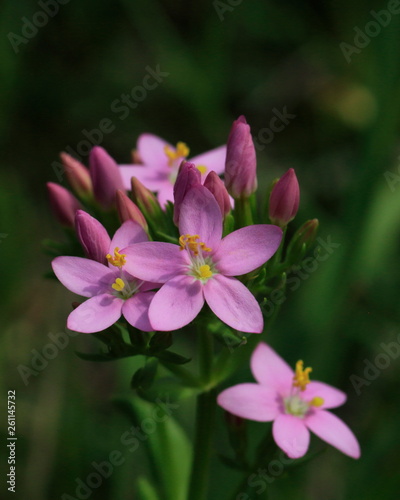 Tausendgüldenkraut (Centaurium eryhraea ) photo