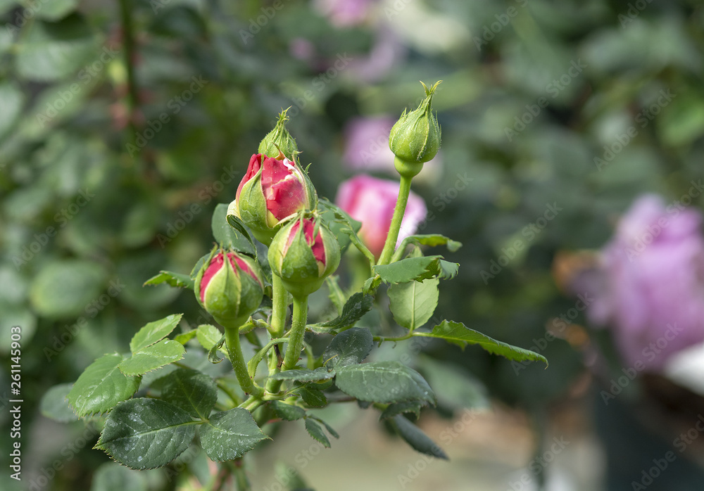 Pink rose flower buds closeup Pink rose flower buds closeup
