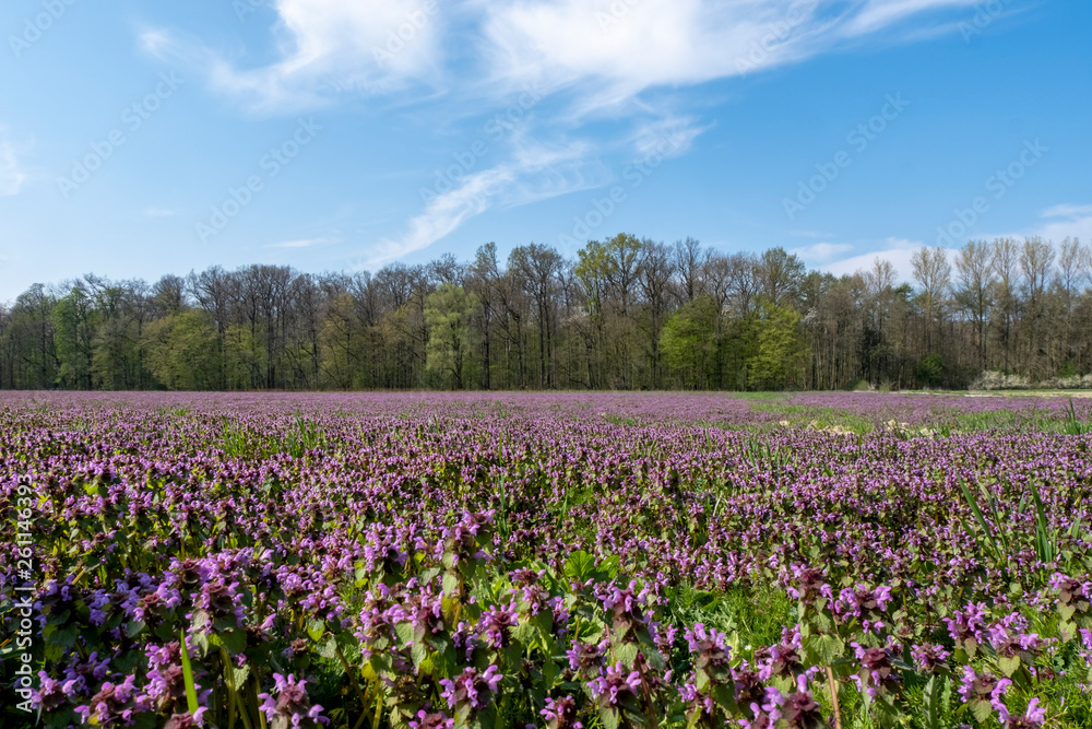 Feld mit Taubnessel (Lamium spec.) Feld mit Taubnessel (Lamium spec.)