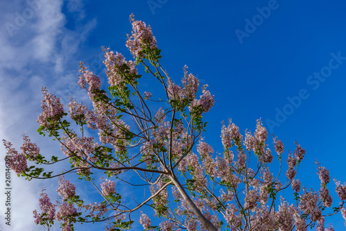 Paulownia plantation treetop, a tree for biomass production against blue sky photo