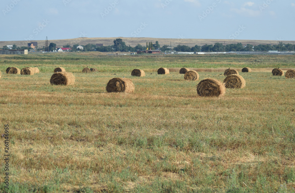 Haystacks in the field