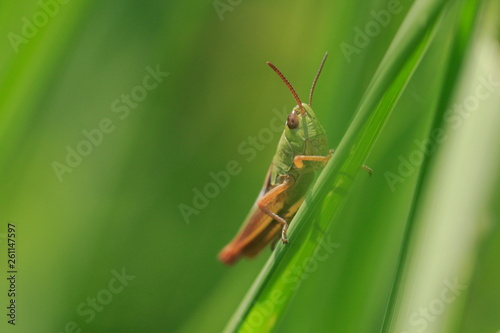 Bunter Grashüpfer (Omocestus viridulus ) photo