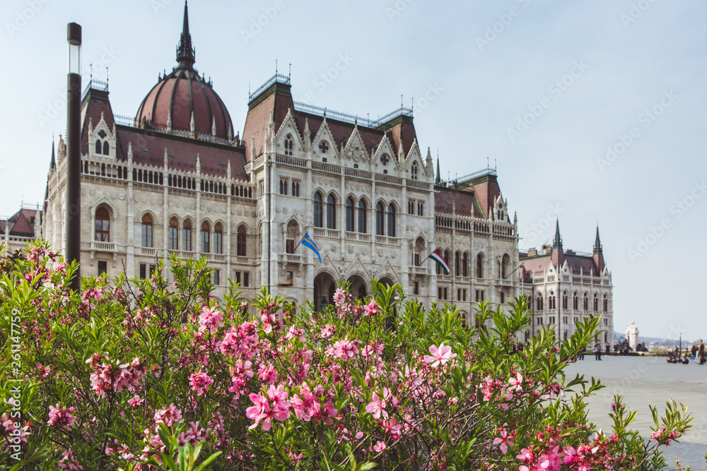 Spring flower with View of the Parliament Hungary ,Budapest