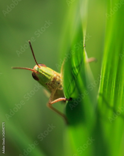 Bunter Grashüpfer (Omocestus viridulus ) photo