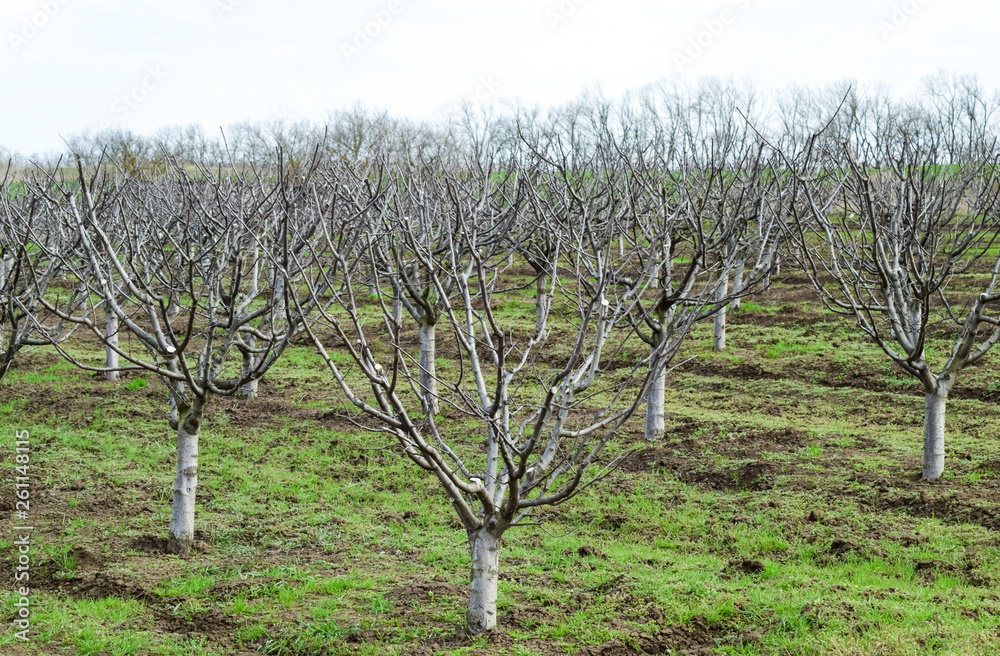 Trees in the garden in the spring. Naked fruit trees Trees in the garden in the spring. Naked fruit trees