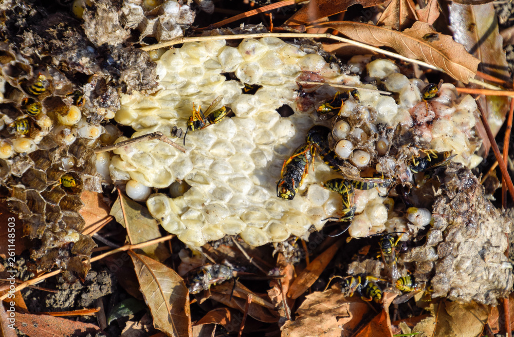 Destroyed hornet's nest. Drawn on the surface of a honeycomb hornet's nest. Larvae and pupae of wasps. Vespula vulgaris