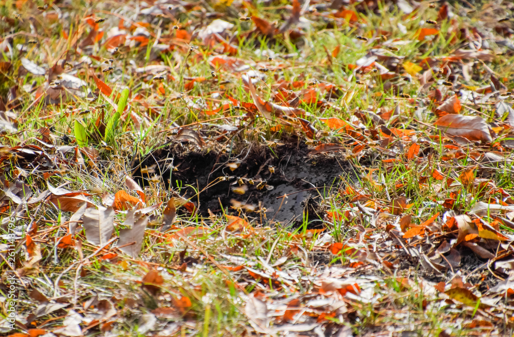 Wasps fly into their nest. Mink with an aspen nest. Underground Wasps fly into their nest. Mink with an aspen nest. Underground