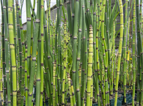 Fresh green bamboo grass