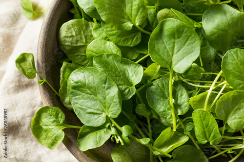 Raw Green Organic Living Cress photo