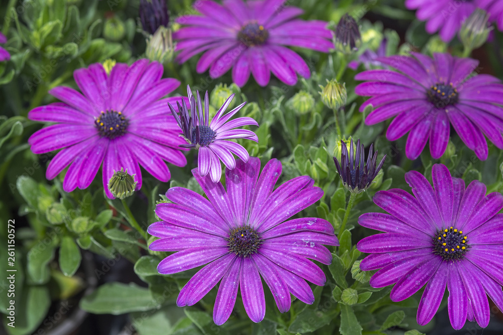 Purple daisy flowers full frame Purple daisy flowers full frame