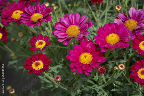 Pink and red daisy looking flowers full frame