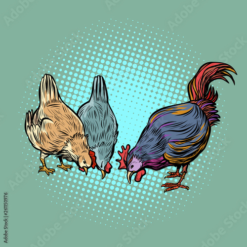 chickens and rooster. farm bird