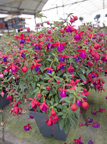 Fuchsia flowers pink purple and red