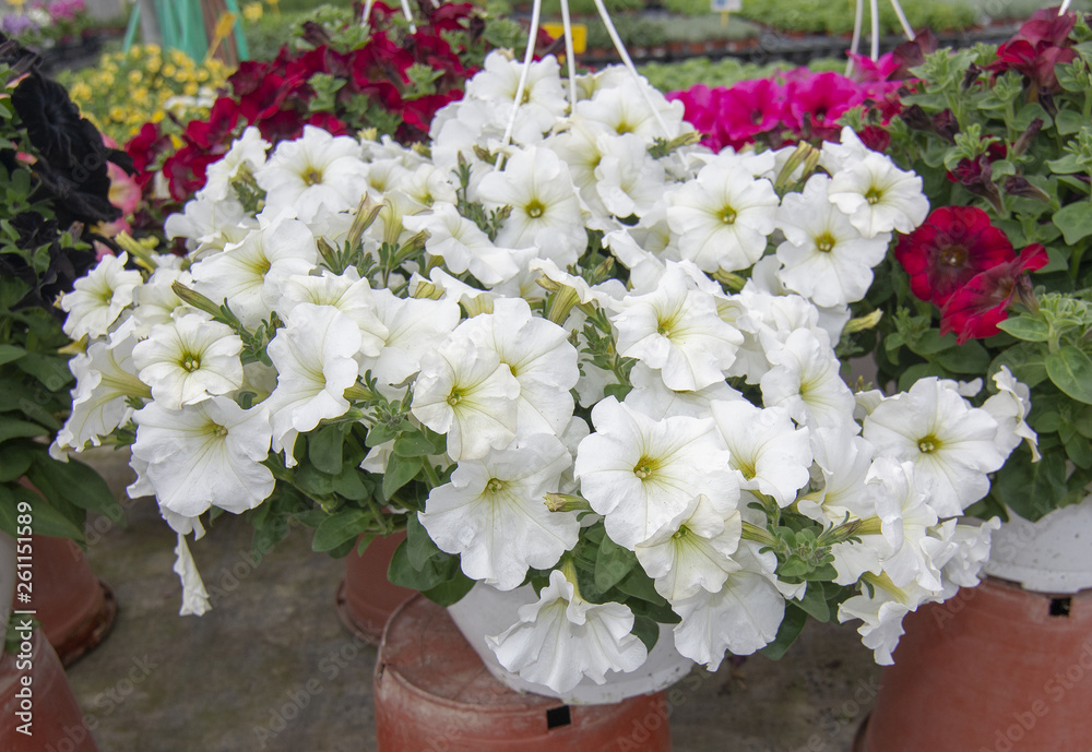 White petunia flowers