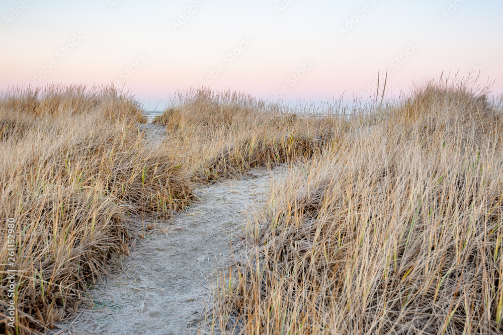 Obraz premium grass in the dunes