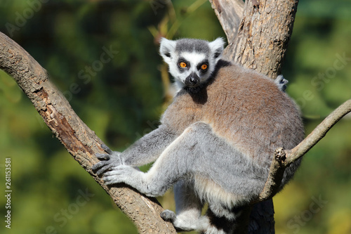 Katta / Ring-tailed Lemur / Lemur catta