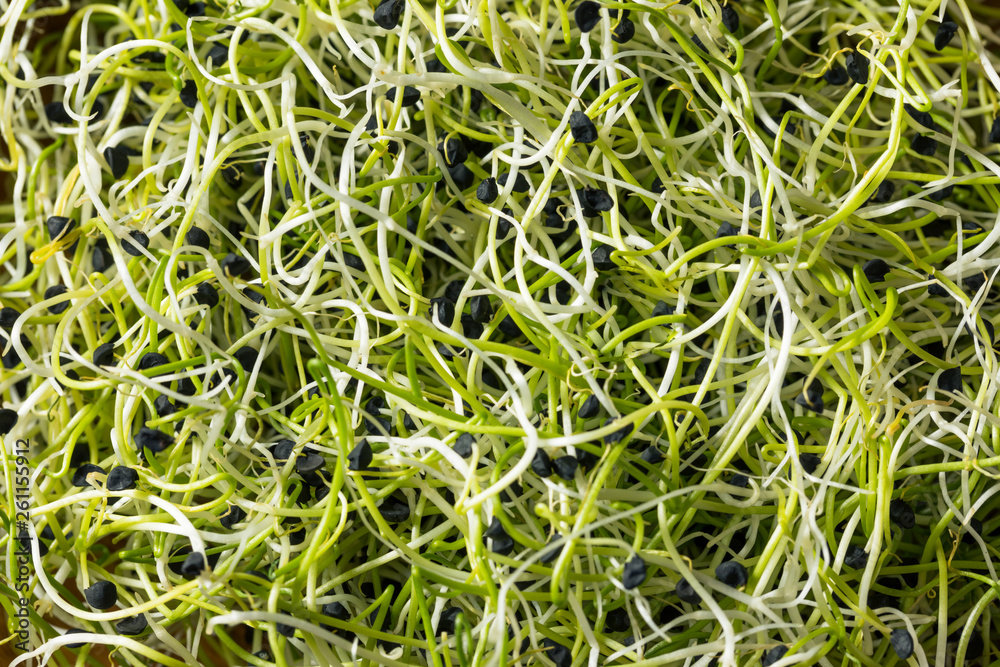 Raw Green Organic Onion Sprouts