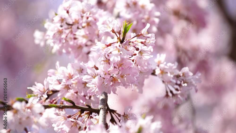 beautiful sakura, cherry blossom in Tokyo, Japan beautiful sakura, cherry blossom in Tokyo, Japan