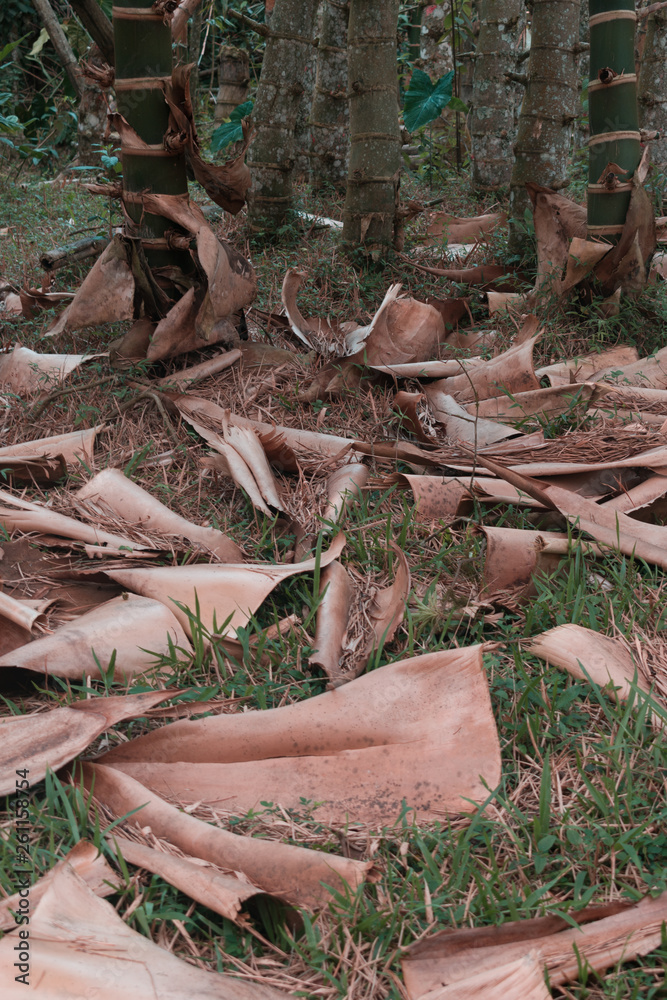 Obraz premium bamboo stem leaves on green grass