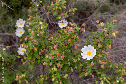 Shrub (Cistus salvifolius) grows in a natural habitat photo