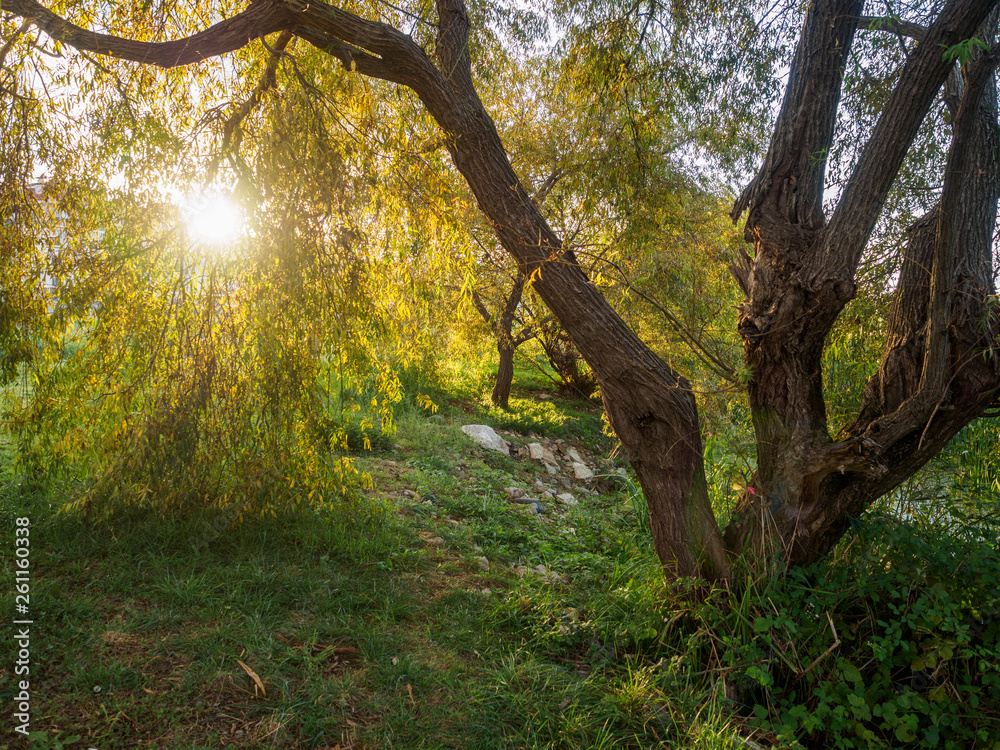 Beautiful sunset in the park on the shore of the pond. Beautiful sunset in the park on the shore of the pond.