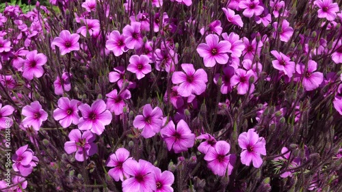 Wallpaper Mural 4K HD video of purple Phlox flowers blowing in the wind, bees buzzing around. Typical spring. Torontodigital.ca