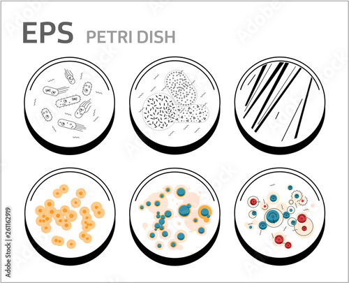 vector bacteria cells in petri dishes isolated