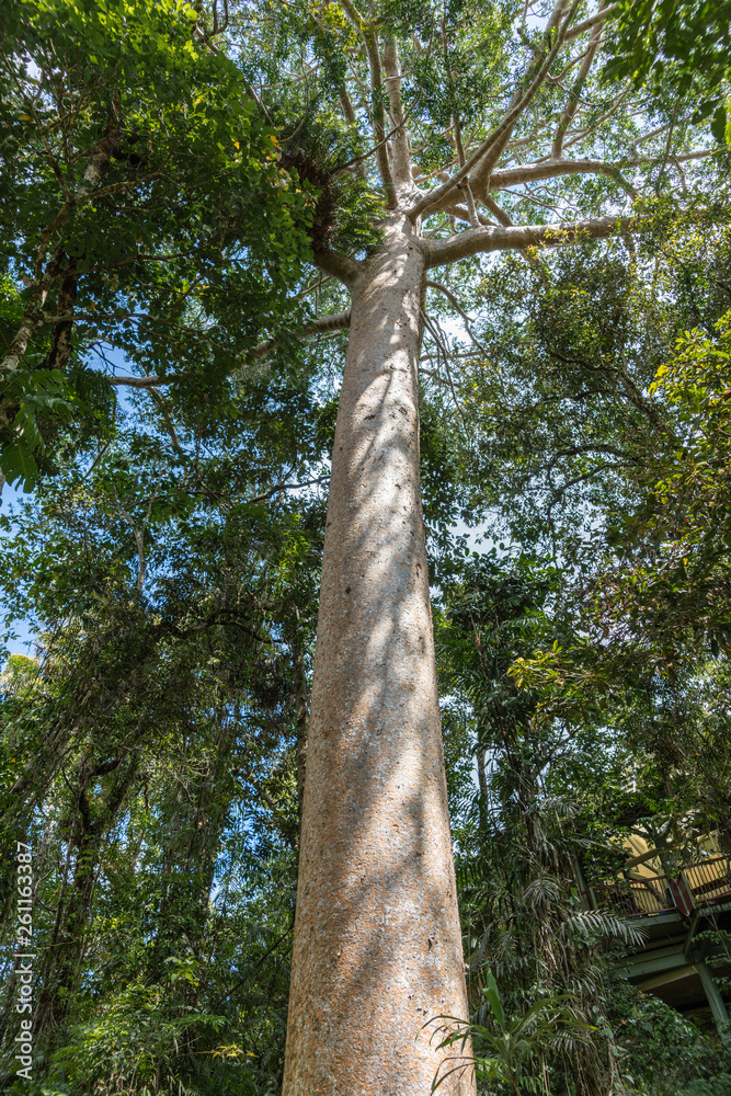 Fototapeta premium Cairns, Australia - February 18, 2019: Tall tree in Kuranda green Rain Forest among other trees. Blue sky barely visible through foliage.