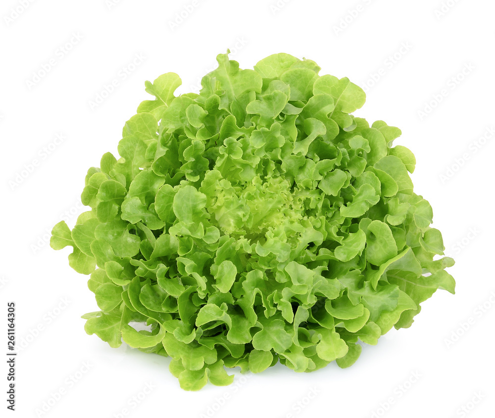 fresh green oak lettuce isolated on white background fresh green oak lettuce isolated on white background