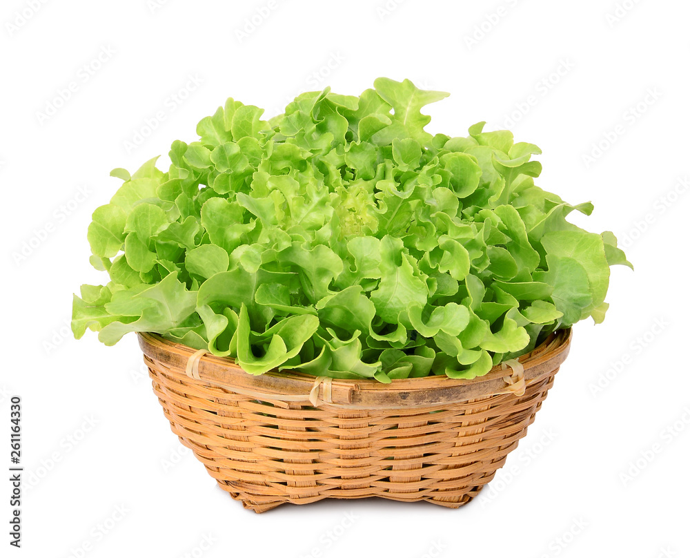 fresh green oak lettuce in the bamboo basket isolated on white background fresh green oak lettuce in the bamboo basket isolated on white background