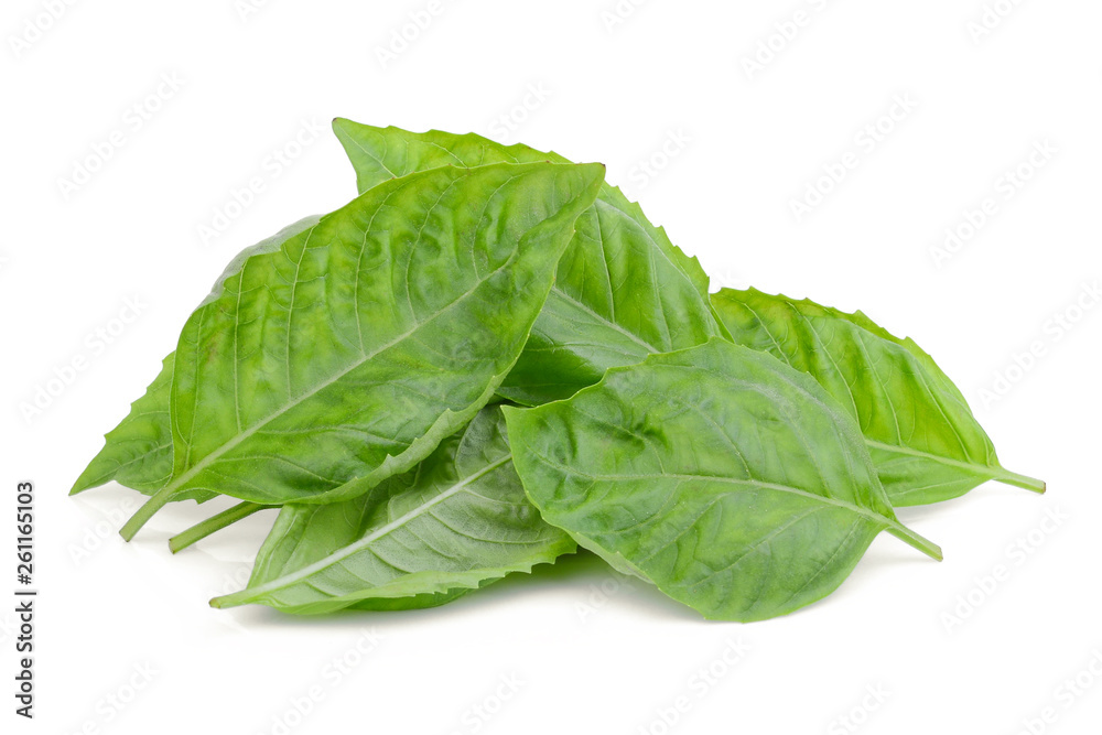 pile of basil leaf isolated on white background pile of basil leaf isolated on white background